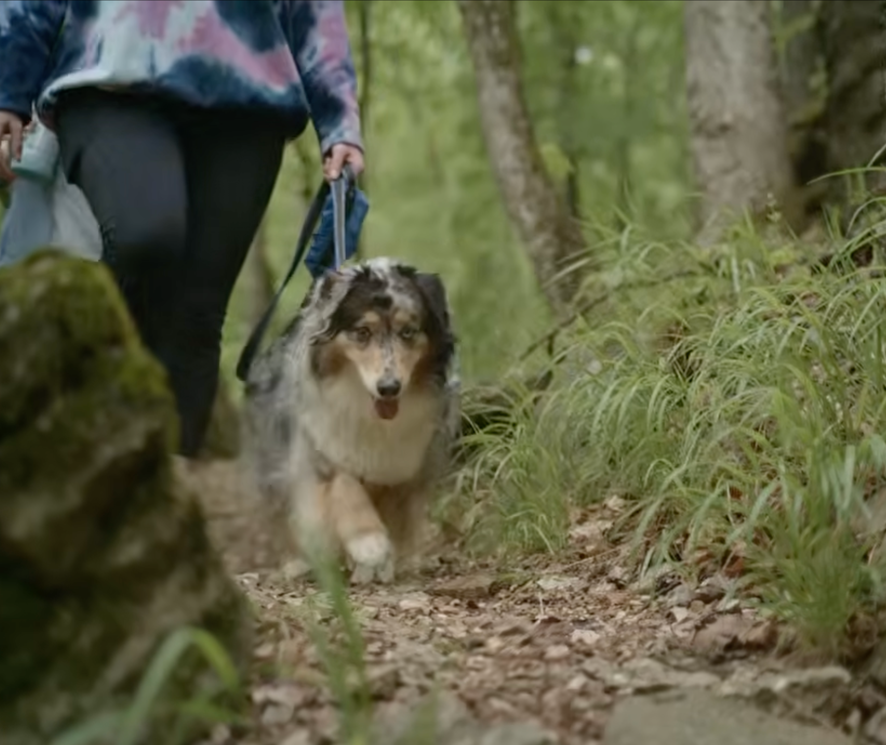 Happy dog outdoors at Loblolly Pines Adventure Camp